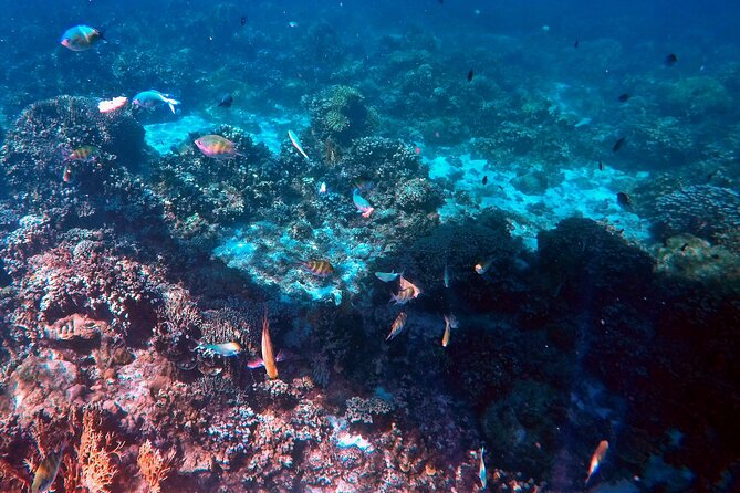 Malapascua Island Hopping Private Tour in Cebu - Inclusions