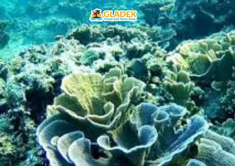 Malapascua Island: Island-Hopping Tour - Good To Know