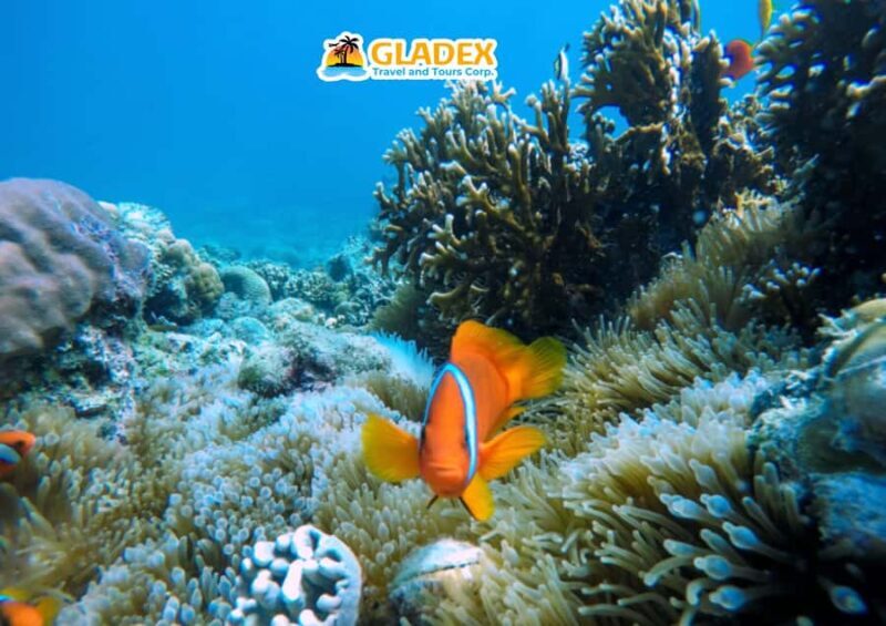 Malapascua Island: Island-Hopping Tour - Real Talk: Pros and Cons