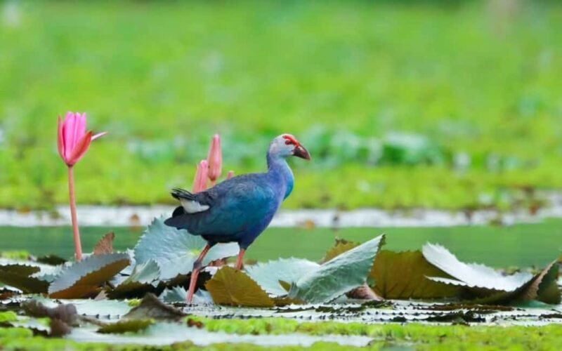 Malarikkal Viewpoint Tour from Cochin-Keralas Hidden Gem - Final Thoughts