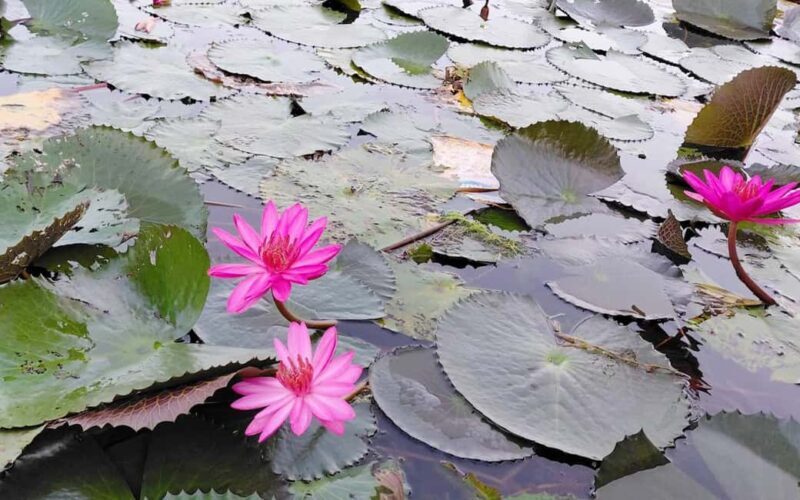 Malarikkal Viewpoint Tour from Cochin-Keralas Hidden Gem - Why the Sunrise Viewpoint is a Must-See