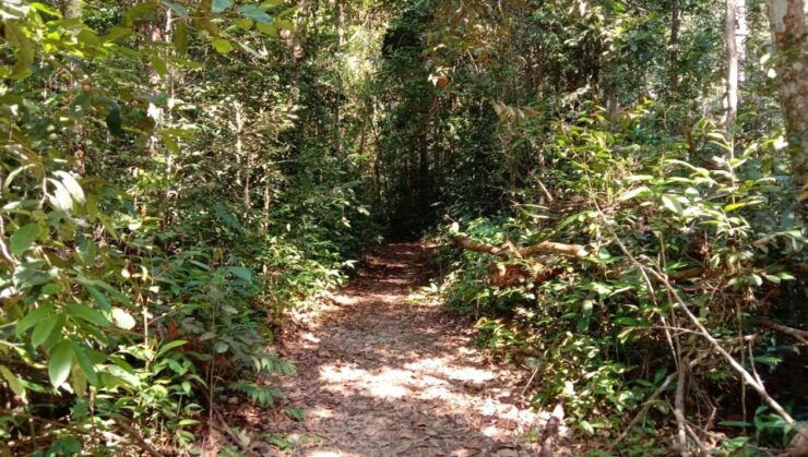 Malaysia: Gunung Panti Forest Reserve Guided Nature Tour - Activity and Booking Details