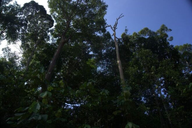 Malaysia: Gunung Panti Forest Reserve Guided Nature Tour - Full Description of the Experience