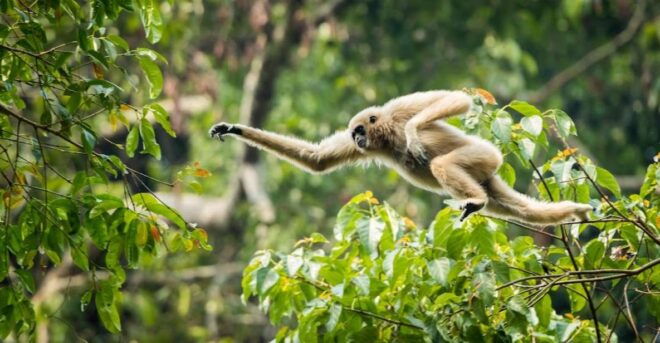 Malaysia: Gunung Panti Forest Reserve Guided Nature Tour - Directions to Gunung Panti Forest Reserve