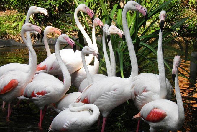 Malaysia: Langkawi Wildlife Park Entry Ticket - Practical Tips for Your Visit