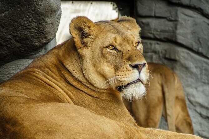 Malaysia National Zoo (Zoo Negara) with Giant Panda Viewing - Good To Know
