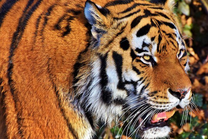 Malaysia National Zoo (Zoo Negara) with Giant Panda Viewing - Final Thoughts