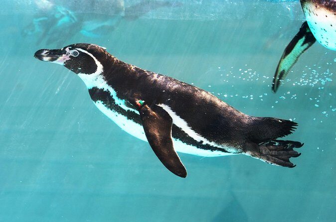 Malaysia National Zoo (Zoo Negara) with Giant Panda Viewing - FAQ