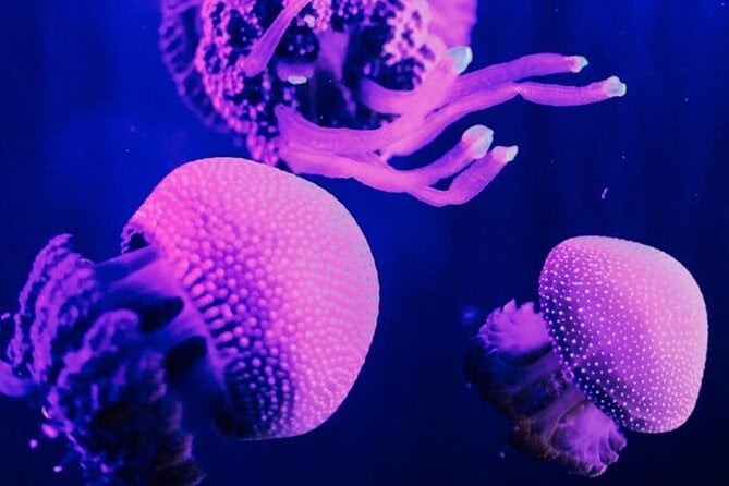 Malaysia: Underwater World Langkawi Entry Ticket - Pricing