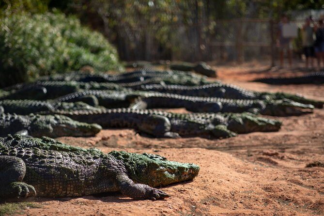 Malcolm Douglas Crocodile Park Tour Including Transportation - Good To Know