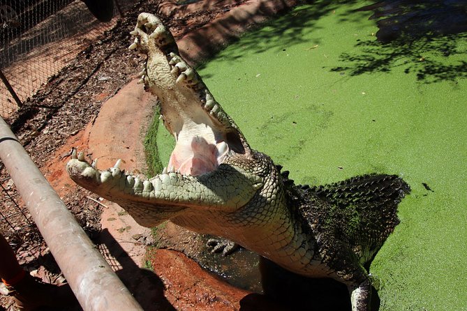 Malcolm Douglas Crocodile Park Tour Including Transportation - Cancellation Policy