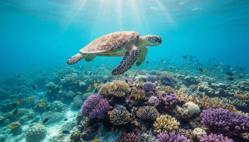 Maldives Alif Alif Atoll 3-Point Snorkeling Tour with Guide - An In-Depth Look at the Maldives Alif Alif Atoll Snorkeling Tour