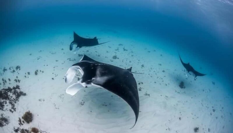 Maldives Alif Alif Atoll 3-Point Snorkeling Tour with Guide - Final Thoughts