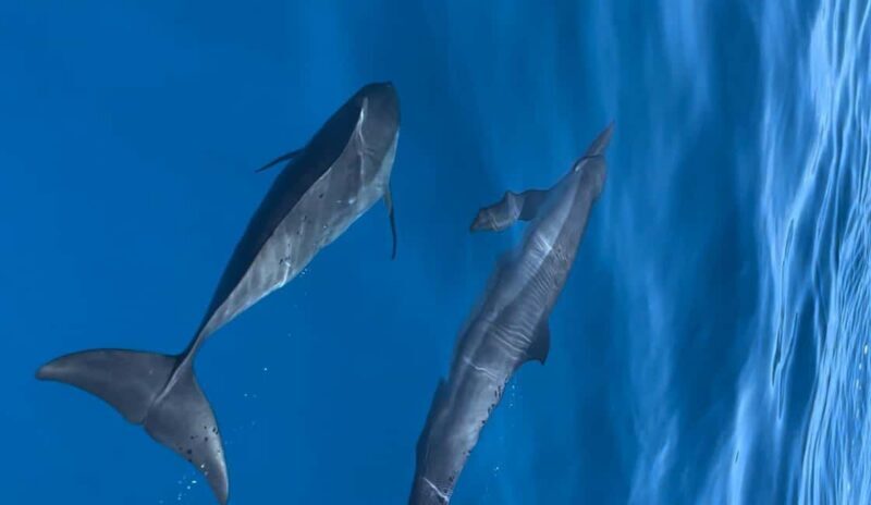 Maldives, Dhiffushi Shared Sunset Dolphin Cruise - Good To Know