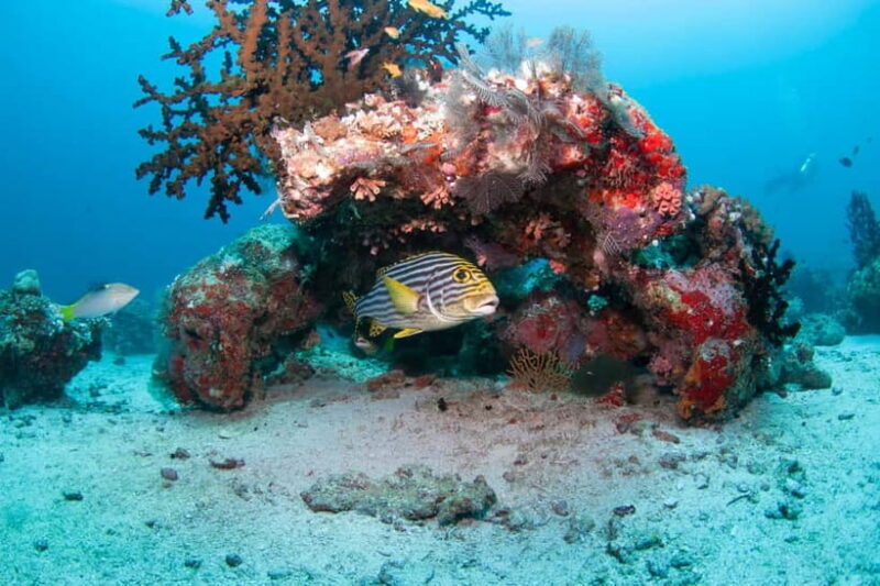 Maldives: Discover Scuba Diving - The Experience and the Environment