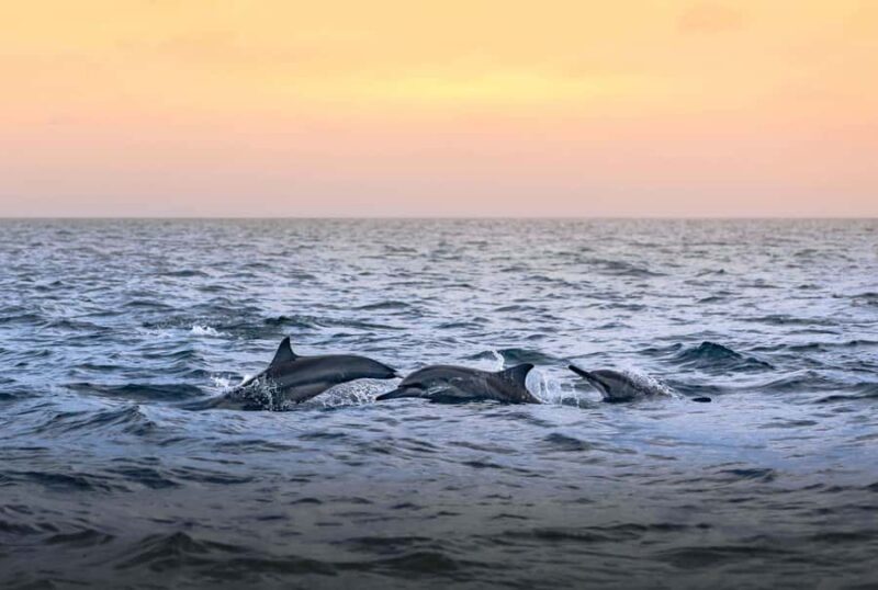 Maldives: Dolphin Watching Cruise with Snorkeling - Good To Know