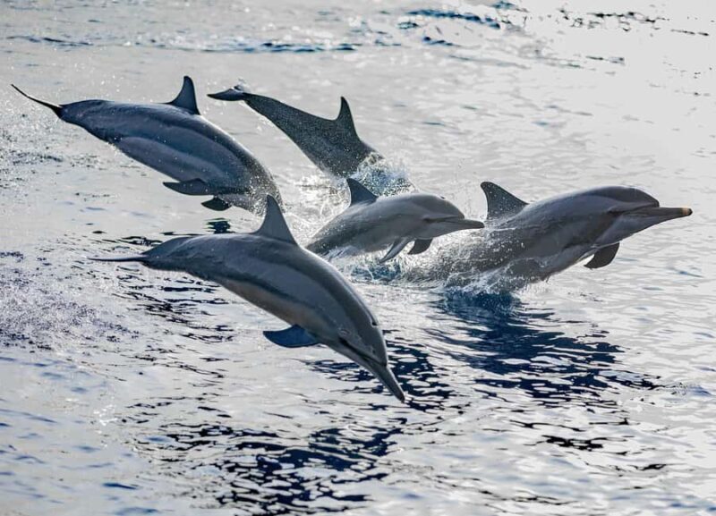 Maldives: Dolphin Watching Cruise with Snorkeling - The Experience in Detail