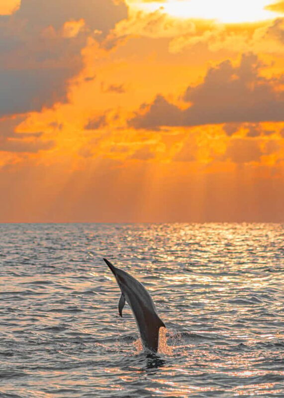 Maldives: Dolphin Watching Cruise with Snorkeling - Good To Know  