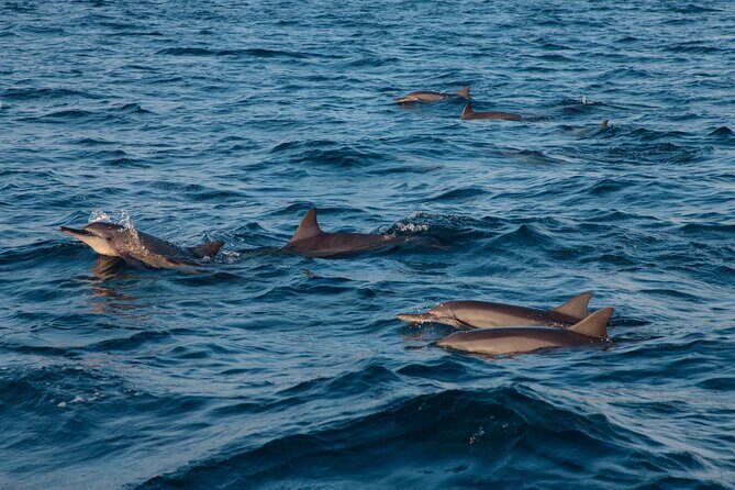 Maldives: Dolphin Watching Tour with Island Cruise - A Closer Look at the Itinerary