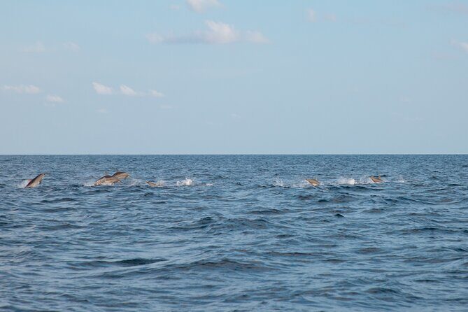 Maldives: Dolphin Watching Tour with Island Cruise - Is It Worth the Price? Analyzing the Value