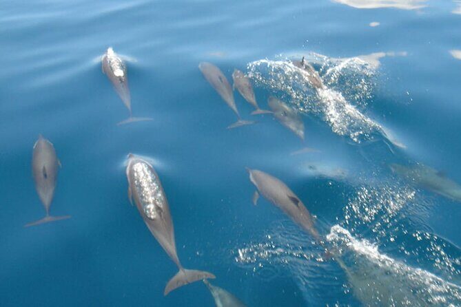 Maldives: Dolphin Watching Tour with Island Cruise - Good To Know