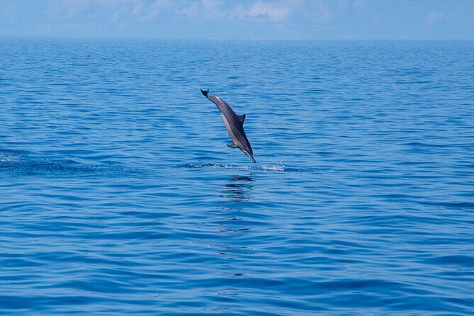 Maldives: Dolphin Watching Tour with Island Cruise - An In-Depth Look at the Tour Experience