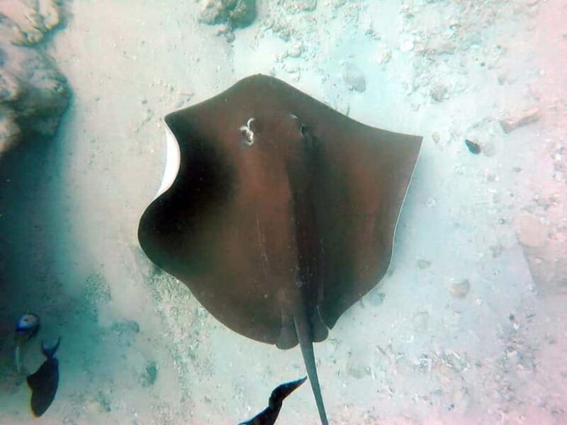 Maldives: Sandbank, Snorkelling & Sunset Cruise - The Sum Up