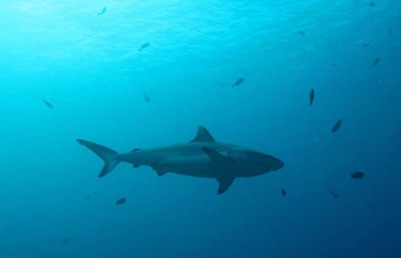 Maldives Snorkeling Tour to Explore 3 Coral Reef Wonders - Introduction