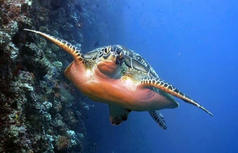 Maldives Snorkeling Tour to Explore 3 Coral Reef Wonders - Who This Tour Is Best For