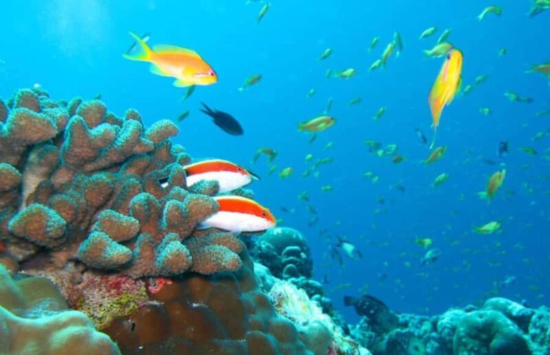 Maldives Snorkeling Tour to Explore 3 Coral Reef Wonders - Final Thoughts