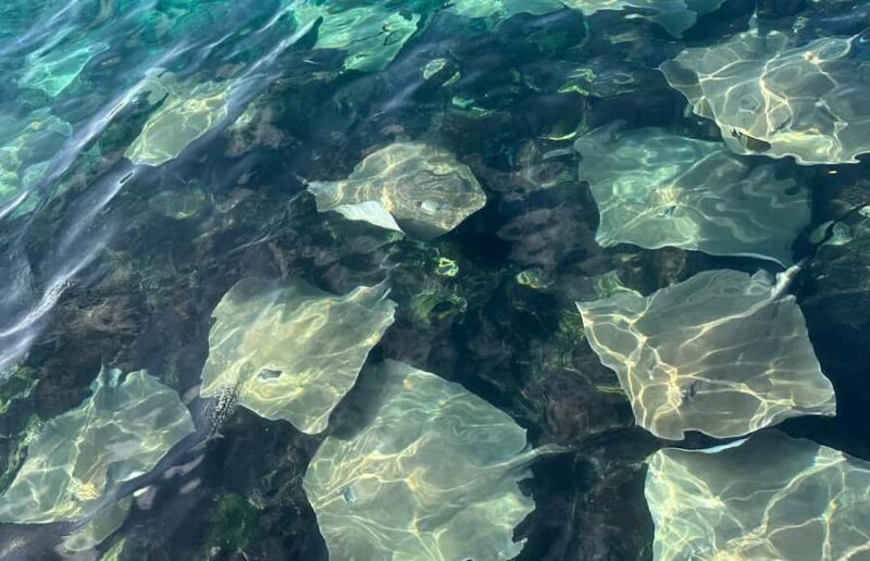 Maldives Snorkeling Tour to Explore 3 Coral Reef Wonders - FAQ