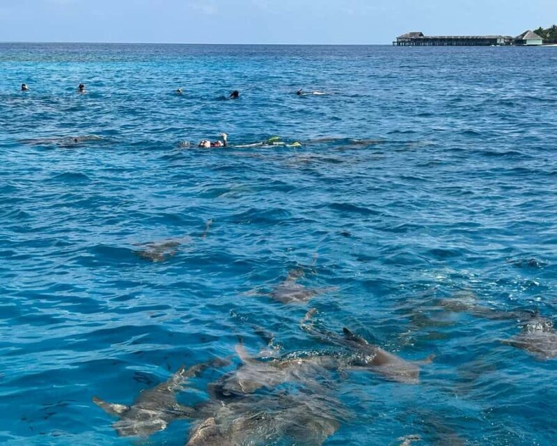 Maldives: Snorkeling with Nurse Sharks, Coral Reef, Sandbank - An In-Depth Look at the Tour