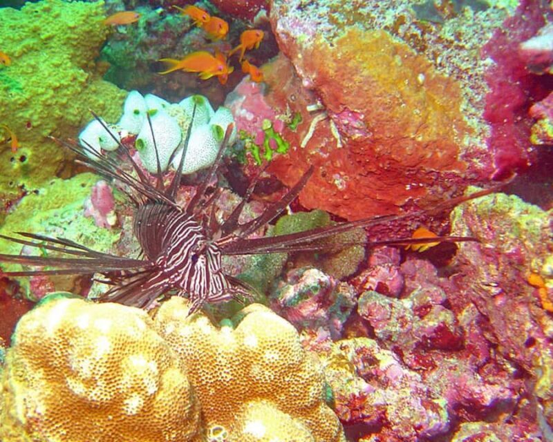 Maldives: Snorkeling with Nurse Sharks, Coral Reef, Sandbank - Considerations and Tips