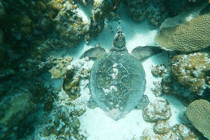 Malé Serenity Sandbank Snorkeling and Sundown Views - Practical Tips for Travelers