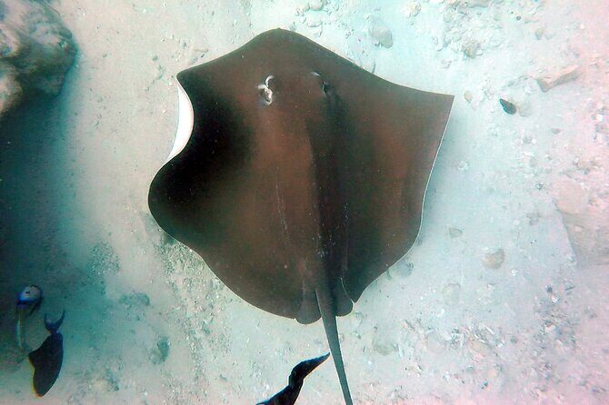 Malé Serenity Sandbank Snorkeling and Sundown Views - The Sum Up