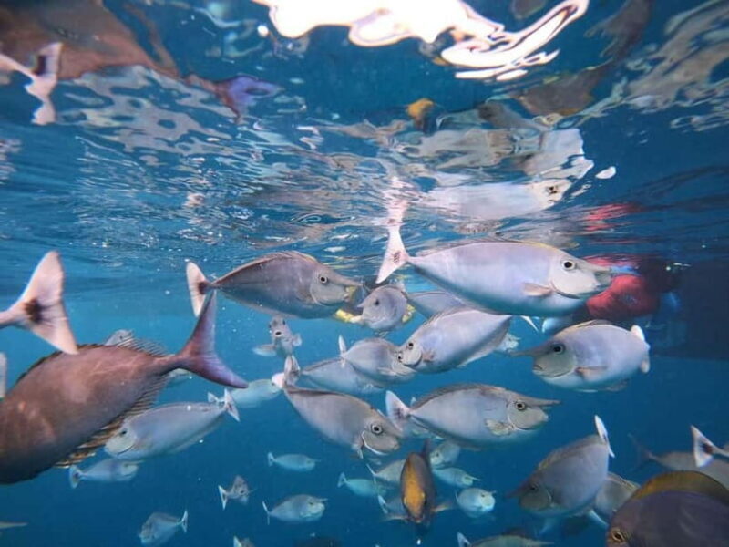 Malé: Two-Point Snorkelling Adventure - Authentic Reviews and Insights