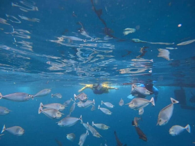 Malé: Two-Point Snorkelling Adventure - Meeting Points and Practical Details