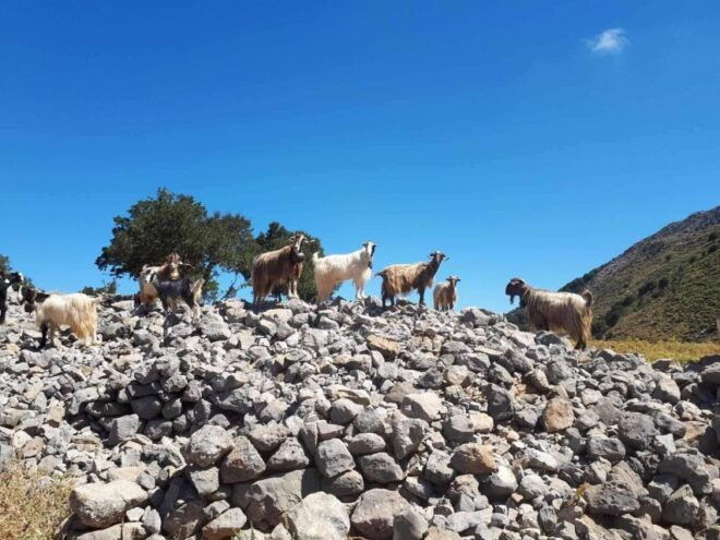 MALIA: 4X4 Self Drive Safari Free Pick up & Lunch - Important Information