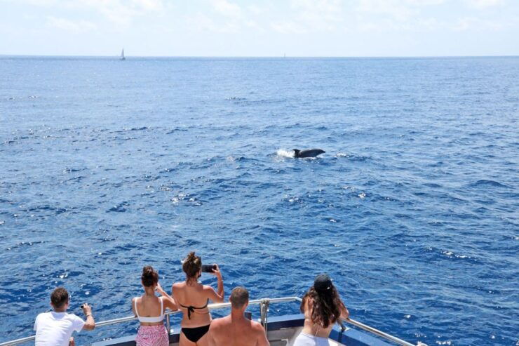 Mallorca: 2-Hour Dolphin Watching Cruise & Glass-Bottom Boat - Onboard Experience