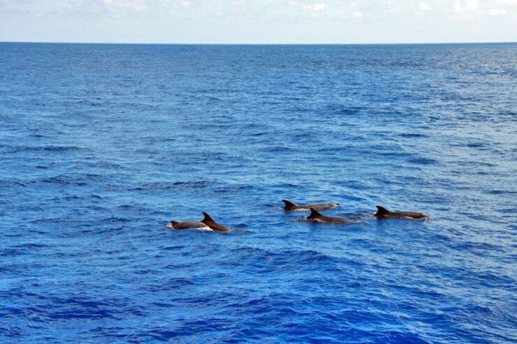 Mallorca: 3-Hour Afternoon Dolphin Watching Boat Tour - Good To Know