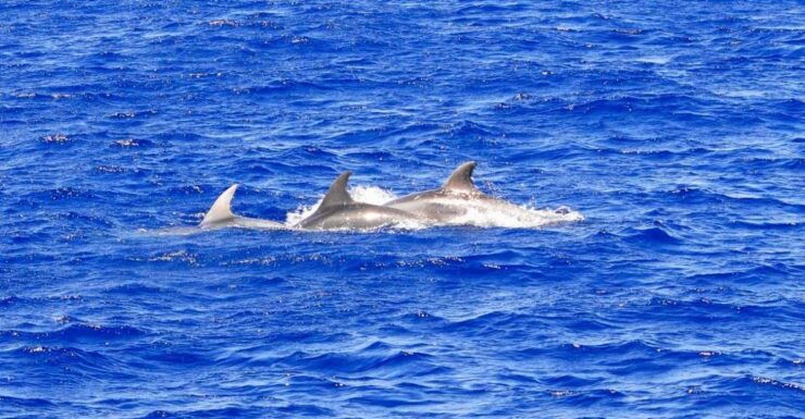 Mallorca: 3-Hour Afternoon Dolphin Watching Boat Tour - Tour Duration and Language Options