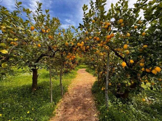 Mallorca - a Paradise for Wine Lovers - Tailored Wine Experiences