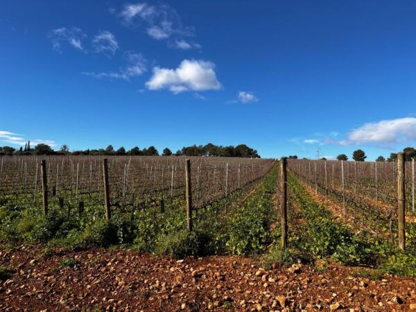 Mallorca - a Paradise for Wine Lovers - Frequently Asked Questions