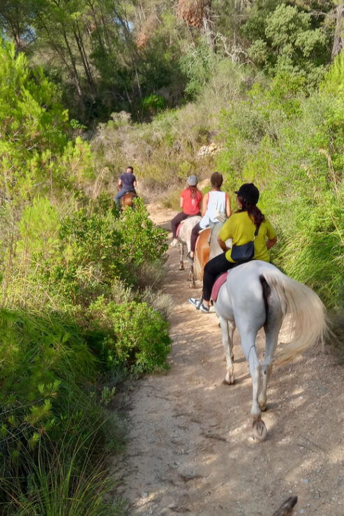 Mallorca: Activity, Antique Mallorca With Picnic - Horse Riding Experience