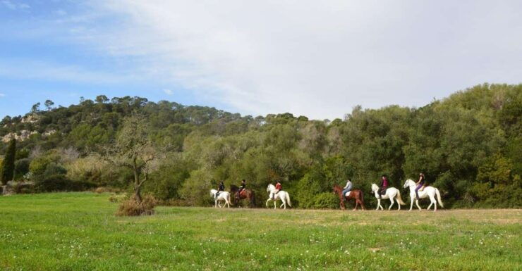 Mallorca: Activity, Antique Mallorca With Picnic - Experience Andalusian Horses in Mallorca