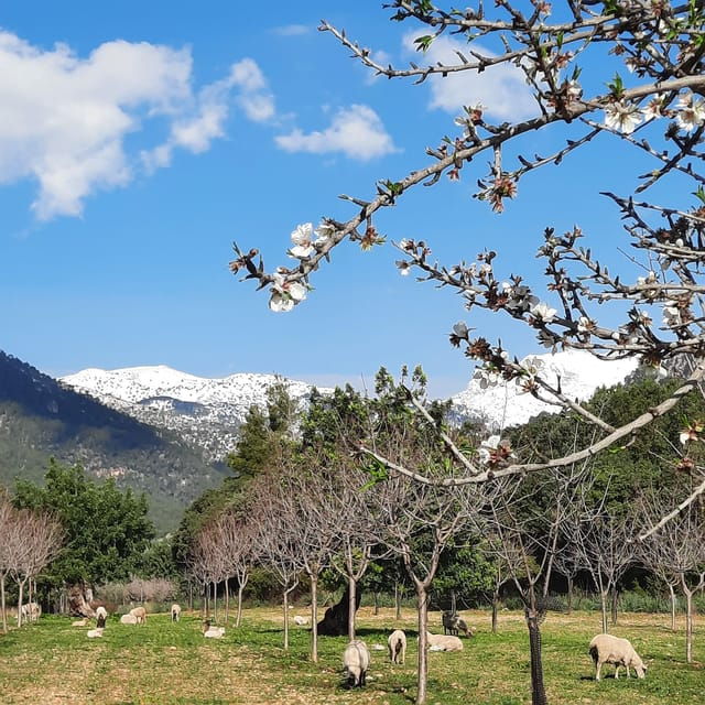 Mallorca: Almond Blossom Minivan Tour With Tasting - GERMAN - Good To Know