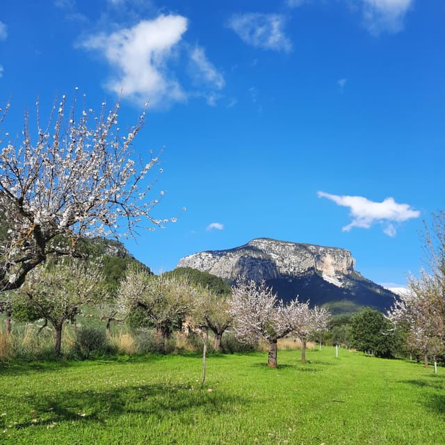 Mallorca: Almond Blossom Minivan Tour With Tasting - GERMAN - Highlights of the Itinerary