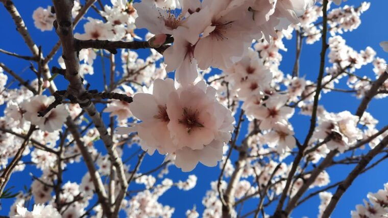 Mallorca: Almond Blossom Minivan Tour With Tasting - GERMAN - Discovering the Beauty of Almond Blossoms