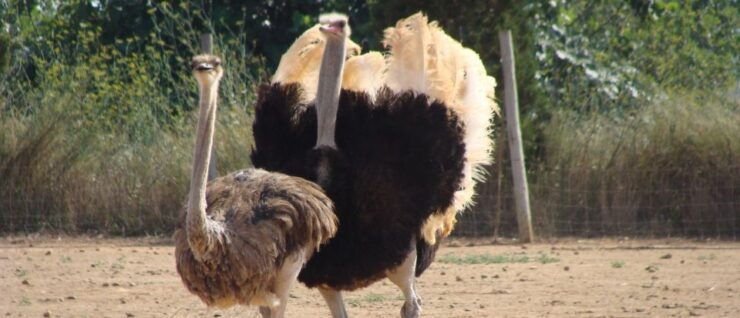 Mallorca: Artestruz - Ostrich Farm Ticket Entrance - Ticket Price and Booking Details