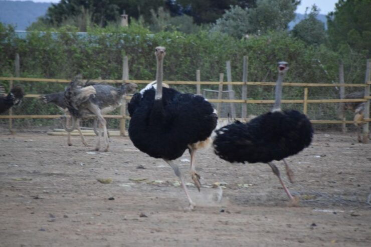 Mallorca: Artestruz - Ostrich Farm Ticket Entrance - Duration and Language Options